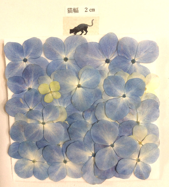 淡いブルーのアジサイの押し花素材(30枚) 3枚目の画像