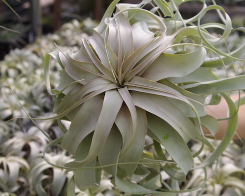 エアープランツの王様⭐️キセログラフィカ⚡️特大花付き✨クルクルふわふわトゲトゲ‼️ エアープランツの王様⭐️キセログラフィカ⚡️特大花付き✨クルクル