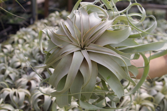 エアプランツの王様 キセログラフィカ Lサイズ 一輪挿し・花瓶・花器