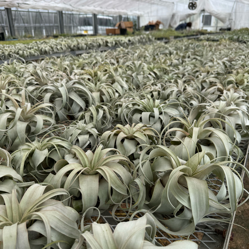 エアプランツの王様 キセログラフィカ Lサイズ 一輪挿し・花瓶・花器