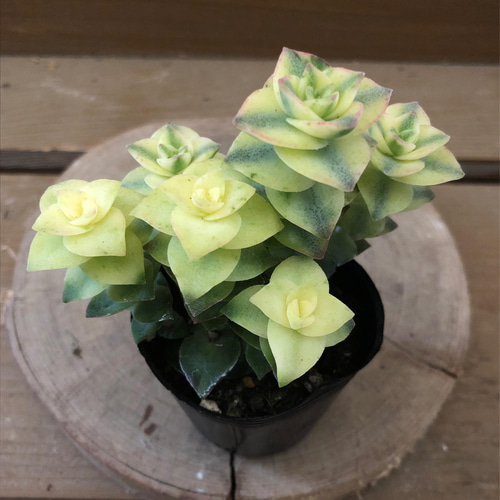 多肉植物 クラッスラ 南十字星 アートフラワー plant life 通販