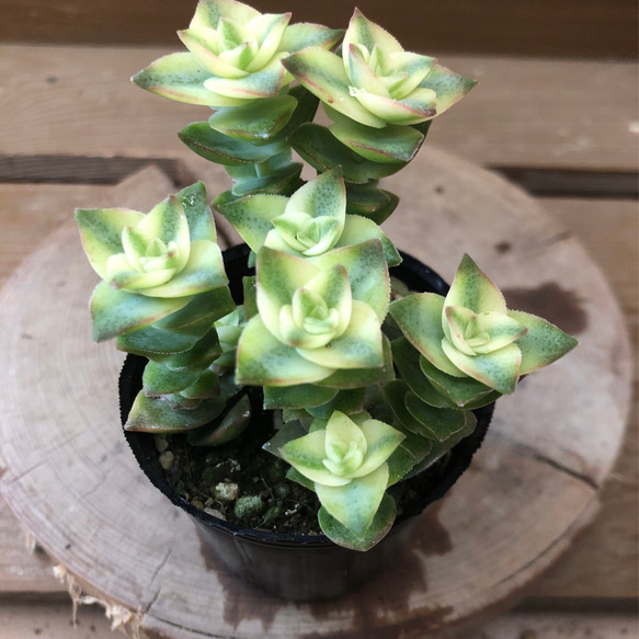 多肉植物 クラッスラ 南十字星 アートフラワー plant life 通販