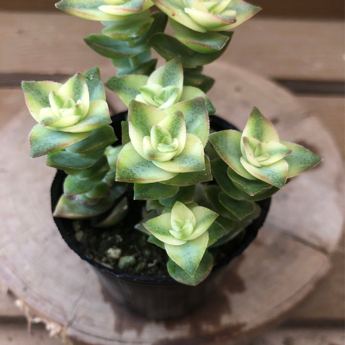 多肉植物 クラッスラ 南十字星 アートフラワー plant life 通販