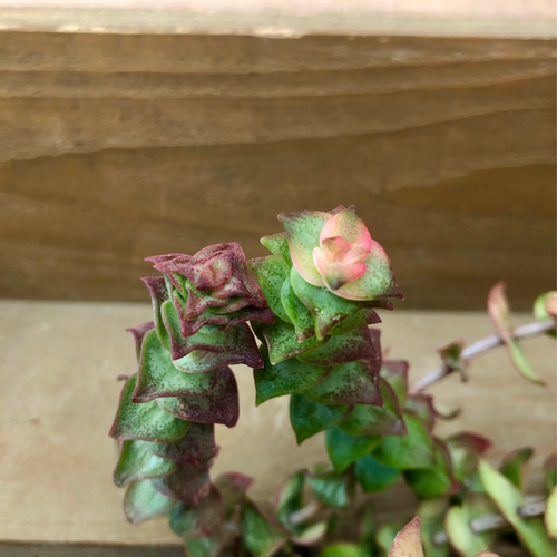 多肉植物 クラッスラ 南十字星 アートフラワー plant life 通販