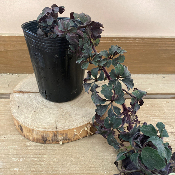 花苗 観葉植物 ミカニア デンタータ アートフラワー plant life 通販