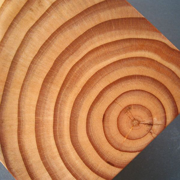 【松】　木製名刺入れ　年輪模様が綺麗【即日発送】