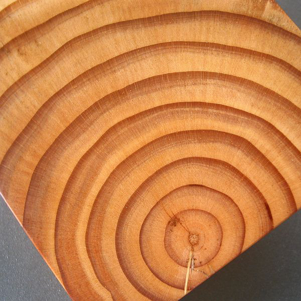 【松】　木製名刺入れ　年輪模様が綺麗【即日発送】