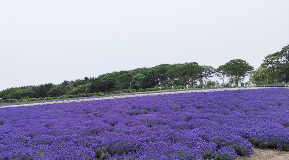 完売致しました　 1枚目の画像