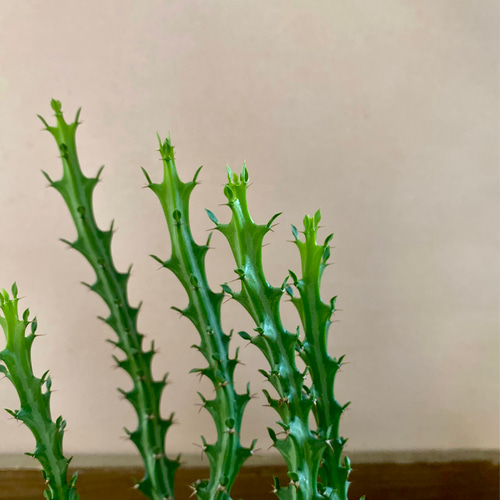 塊根植物 多肉植物 ユーフォルビア クンチー アートフラワー 塊根植物 多肉植物 ユーフォルビア クンチー アートフラワー