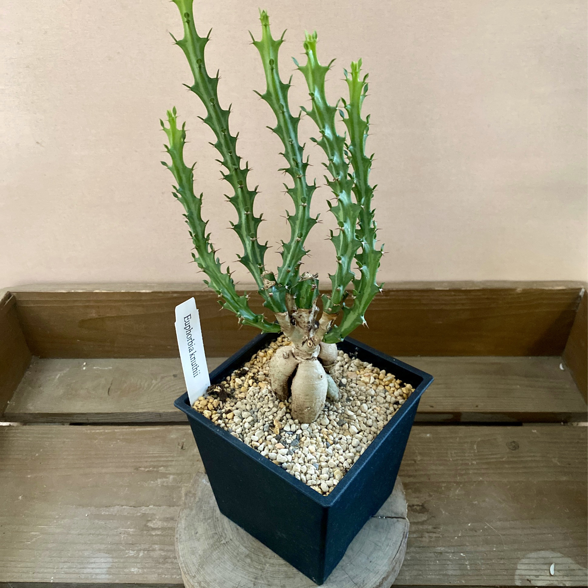 塊根植物 多肉植物 ユーフォルビア クンチー アートフラワー
