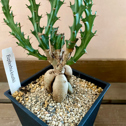 塊根植物 多肉植物 ユーフォルビア クンチー アートフラワー