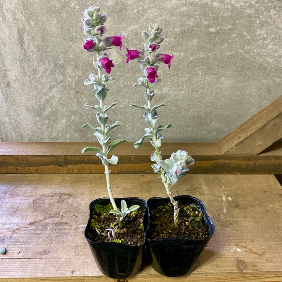 オージープランツセット 【公式通販】