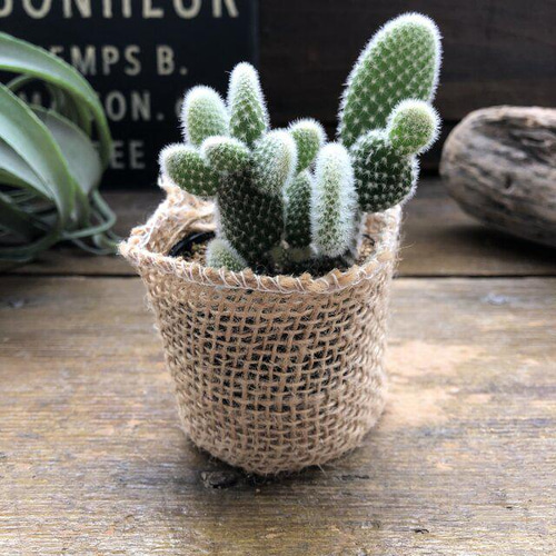 バニーカクタス♡うさぎのサボテン♡多肉植物♡可愛い♡ガーデニング