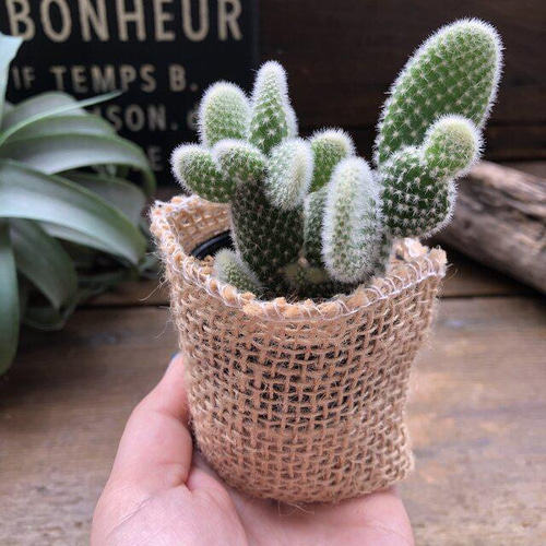 うさぎちゃんの耳 ⭐️バニーカクタス キンエボシ⭐️サボテン 多肉 抜き苗 バニーカクタス』かわいい☆サボテン☆うさぎの耳☆プレゼント