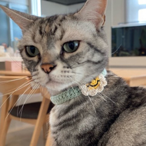 ☺フラワーニコちゃん☺ 3色 コットン首輪 スマイル ☆小型犬＆猫の