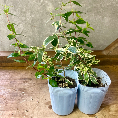 苗木 アベリア コンフェッティ 2ポットset アートフラワー plant life