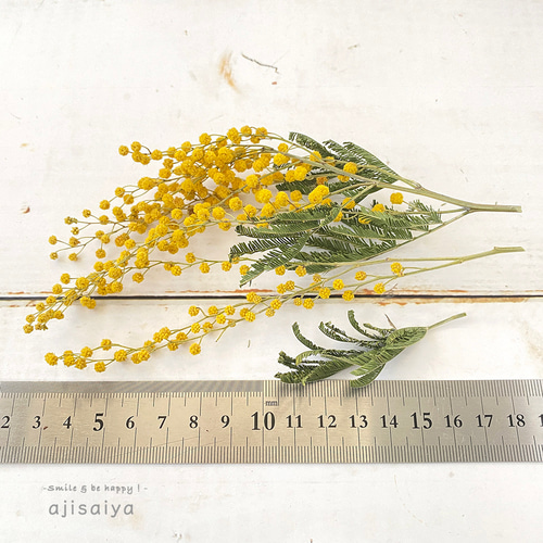 ミモザ（アカシア）ミランドール イタリア産 ＜2025年1月入荷分