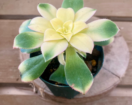 多肉植物　　キウイ 多肉植物 アエオニウム キウイ 7.5cmポット苗 : ハニーミント