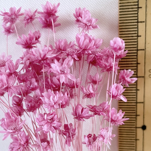 送料無料 スターフラワーミニ＊ストロベリー 500円商品4点ごとにお好き  