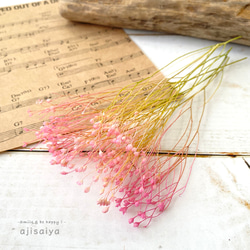 北海道産 秋色みなづきあじさい小輪パック ドライフラワー ＜アジサイ