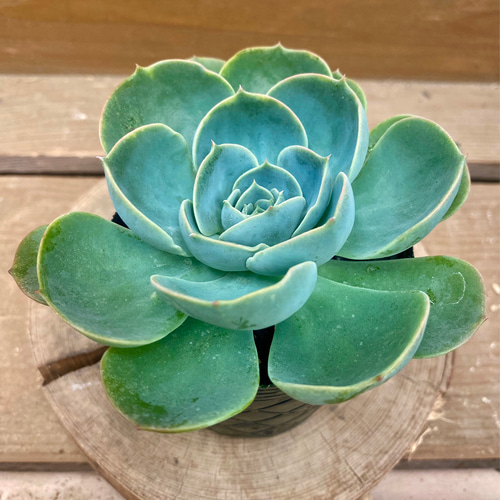 多肉植物 エケベリア 七福神 アートフラワー plant life 通販