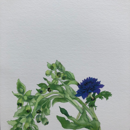 花の水彩画・絵はがきシリーズ5 ポストカード ミセスホワイト 通販