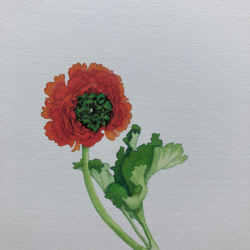 花の水彩画・絵はがきシリーズ5 ポストカード ミセスホワイト 通販