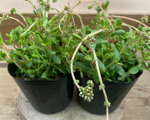 多肉植物 クラッスラ 紅稚児 2ポットset アートフラワー plant