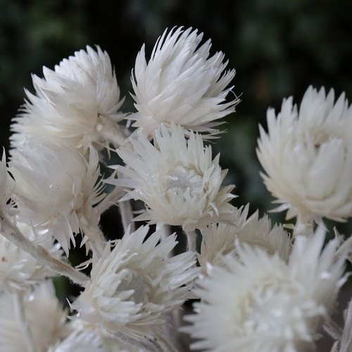 アナベルやシンカルファを束ねた落ち着いた雰囲気のスワッグ ドライ