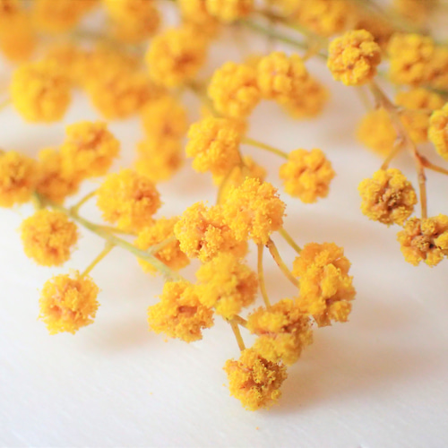 ミモザ 茎付き 50本 」 ドライフラワー 自然乾燥中 ハーバリウム など  