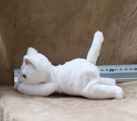 オッドアイの白猫(2ヶ月以内で発送) 8枚目の画像