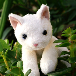 オッドアイの白猫(2ヶ月以内で発送) 4枚目の画像