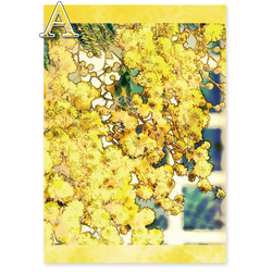 ＊選べる＊『Mimosas blooming garden』レターセット 3枚目の画像