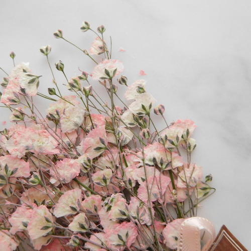 かすみ草ページ 楽天市場】【小分け】ソフトミニカスミ草 かすみ草 フレア