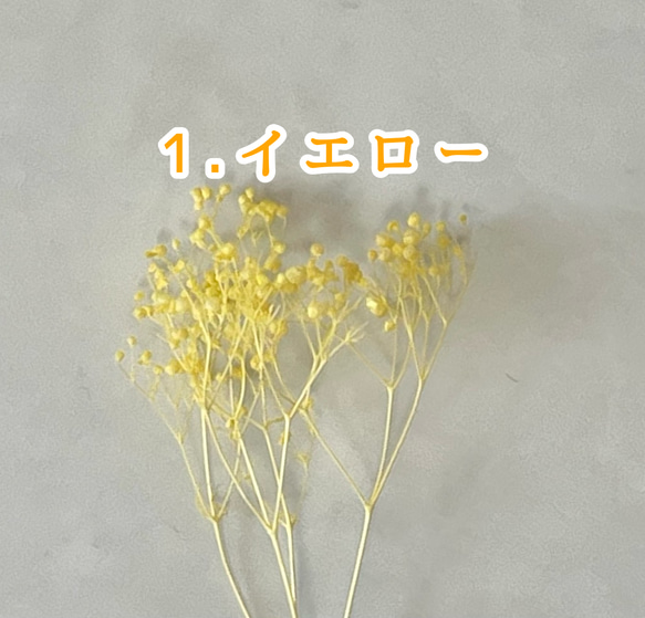 ミニかすみ草　　たっぷり2g 2枚目の画像