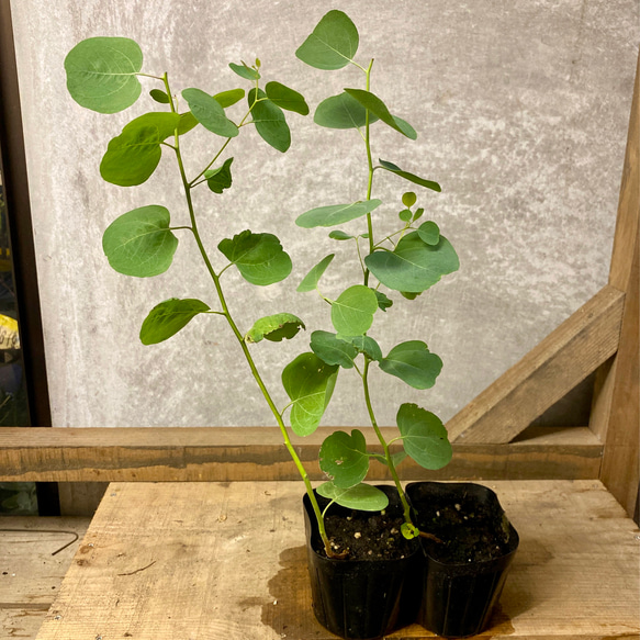 現品 ポポラス 2本セット ポポラス ② 苗木 ユーカリ ポポラス 2ポットset アートフラワー plant