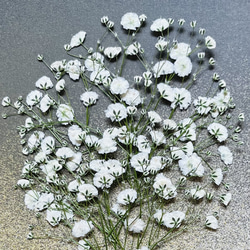 ドライフラワー～カワラハハコ ドライフラワー hanahana 通販