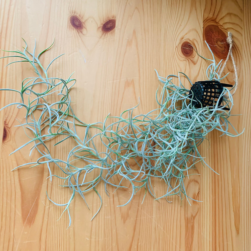 希少 『スパニッシュモス』 エアプランツ 観葉植物 インテリア 壁掛け