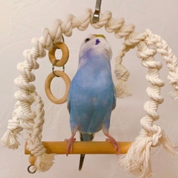 鳥ブランコおまとめ & リメイク Amazon | 日本製 インコ ブランコ 安心安全素材 天然木 セキセイ