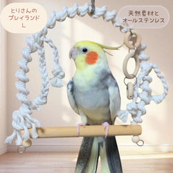 安全で安心《とりさんのプレイランド》Lサイズ✩.*˚鳥ブランコ-インコ