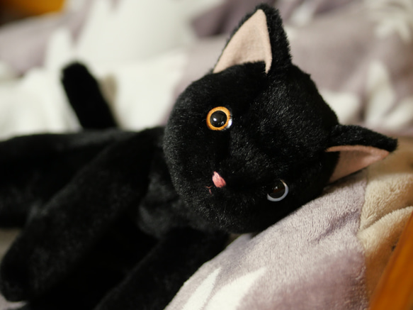 抱っこしたい黒猫(1.5ヶ月以内で発送)＊耳内等の色を選べます＊目の色を選べます 7枚目の画像
