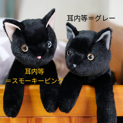 抱っこしたい黒猫(1.5ヶ月以内で発送)＊耳内等の色を選べます＊目の色を選べます 9枚目の画像