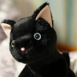 抱っこしたい黒猫(1.5ヶ月以内で発送)＊耳内等の色を選べます＊目の色を選べます 5枚目の画像