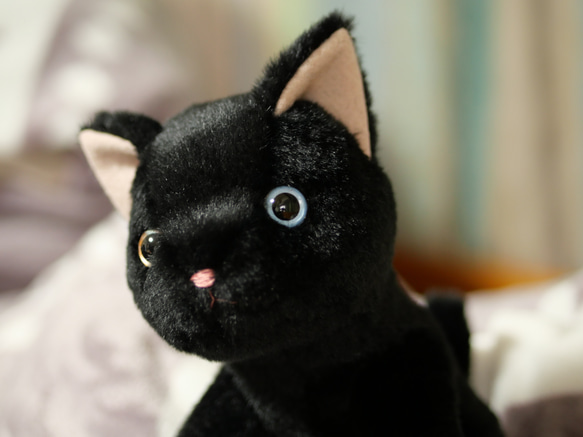 抱っこしたい黒猫(1.5ヶ月以内で発送)＊耳内等の色を選べます＊目の色を選べます 5枚目の画像