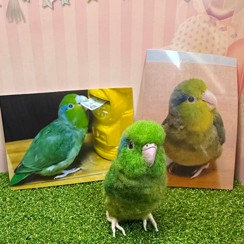 受注制作 羊毛フェルト 小鳥 オーダー 1羽（一体） ゆこりん工房 羊毛