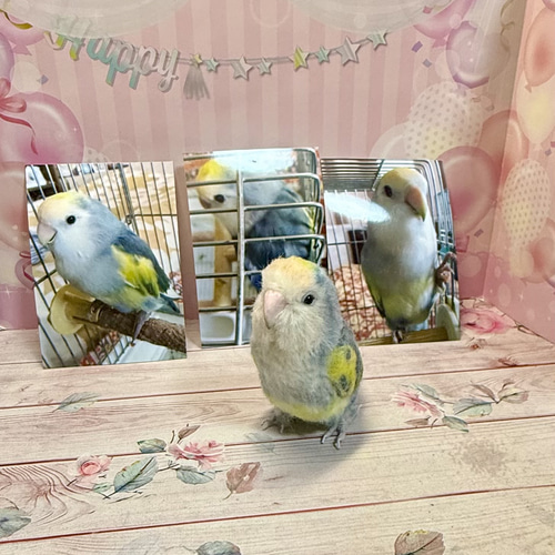受注制作 羊毛フェルト 小鳥 オーダー 1羽（一体） ゆこりん工房 羊毛