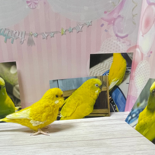 受注制作 羊毛フェルト 小鳥 オーダー 1羽（一体） ゆこりん工房 羊毛