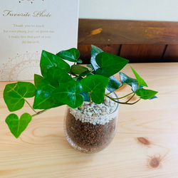【母の日ギフト】 『癒しのlovelyハートアイビー』ラッピング&ギフト箱付き　ハイドロカルチャー　観葉植物 7枚目の画像