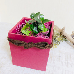 【母の日ギフト】 『癒しのlovelyハートアイビー』ラッピング&ギフト箱付き　ハイドロカルチャー　観葉植物 3枚目の画像