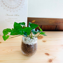 【母の日ギフト】 『癒しのlovelyハートアイビー』ラッピング&ギフト箱付き　ハイドロカルチャー　観葉植物 6枚目の画像